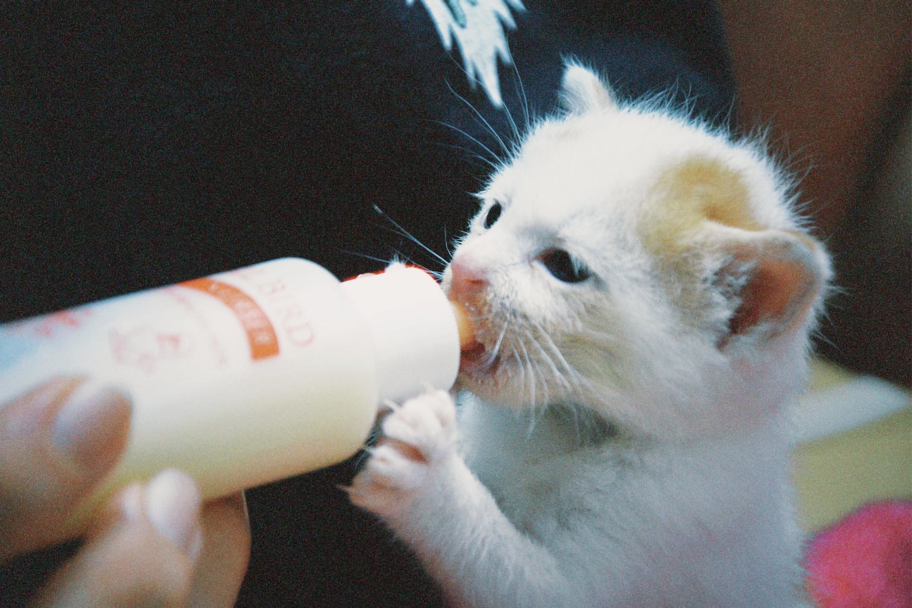 vet feeding small cat